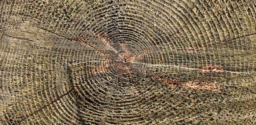 A close-up macro view of the cut cross-section end of a felled tree log showing concentric rings of growth in tan brown and ochre colors radiating outward from the central pith with visible age cracks running radially through the rings and rough bark texture at the outer edge in soft daylight, the long-term annual layering metaphor for how employee stock ownership plan taxation creates compounding tax-deferred growth across every plan year