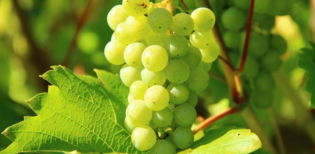 A close-up image of a single ripe cluster of pale chartreuse-green wine grapes hanging from a thin brown stem against a backdrop of large green grape leaves with visible veining and a second cluster softly blurred behind the foreground bunch in warm afternoon sunlight, the seasonal harvest yield metaphor for how esop dividends represent the seasonal yield distributed back to plan participants each year