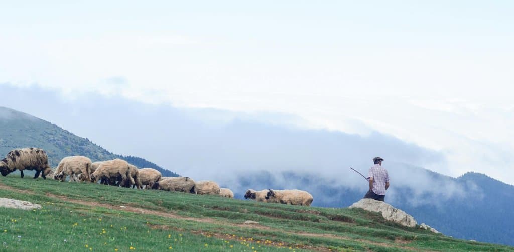 A shepherd in a checkered shirt and pants stands on a small rocky outcrop with a slim wooden staff held in one hand watching a flock of brown-and-cream sheep graze single-file across an open green high-mountain meadow with yellow wildflowers in the foreground and a sea of white clouds covering the lower valleys with mountain ridges visible above the clouds in the distance, the literal shepherd metaphor for how an esop trustee guards and guides the plan participants over years of plan operation