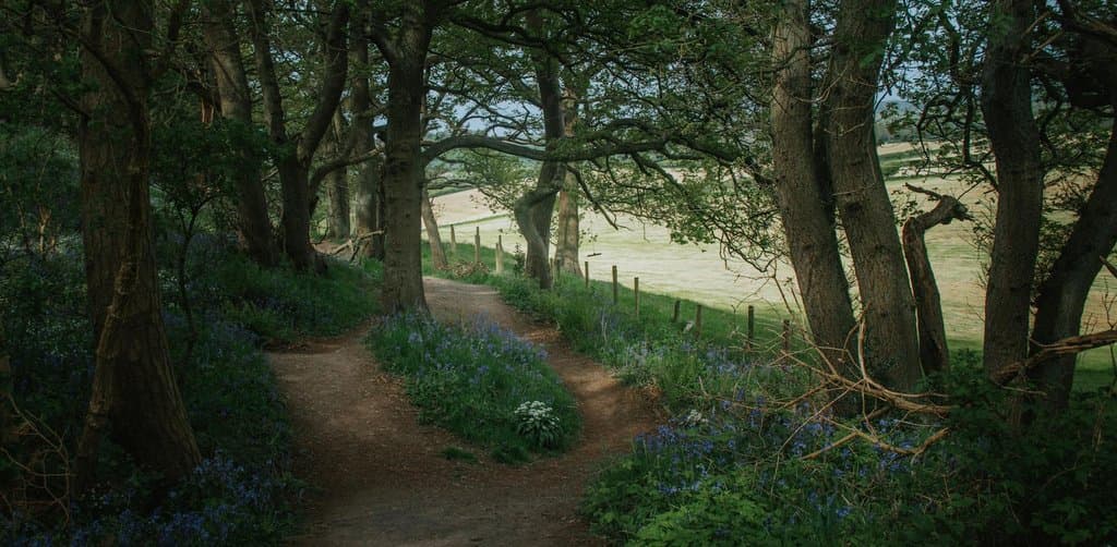 A narrow dirt path through a green countryside wood at dusk splits into two diverging paths flanked by tall oak trees with blue bluebells carpeting the forest floor on both sides and a pasture and fence visible in the open distance through the gap in the trees, the literal two-path metaphor for how an esop and a 401k offer two different retirement accumulation routes that often run side by side at the same employer