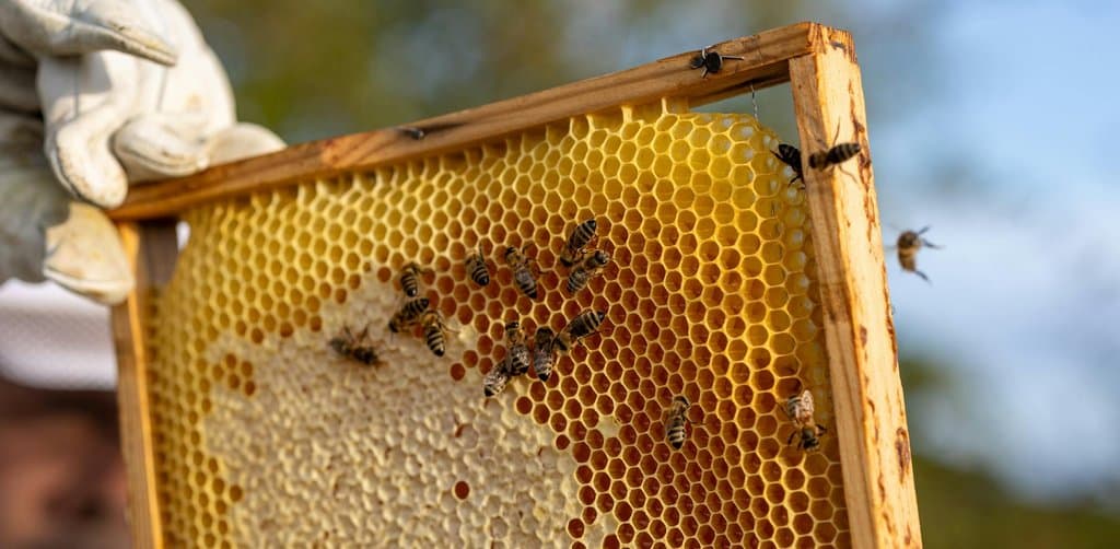 A beekeeper in white protective coveralls holds a wooden honeycomb frame nearly vertical against a backdrop of blue sky and slightly out-of-focus green tree leaves with hundreds of honey bees clustered on uncapped golden wax cells in the center of the frame, the literal hands-on maintenance work that parallels how loan servicing tends to every note across its life cycle